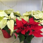 poinsettias